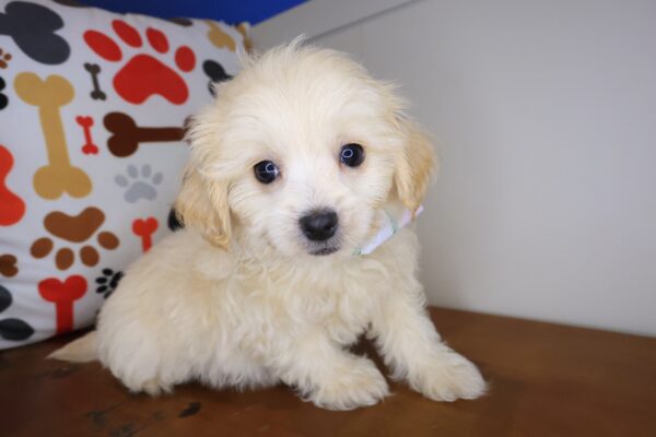 Marley Maltipoo 01