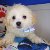 Marley Maltipoo 02