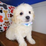 Marley Maltipoo 03