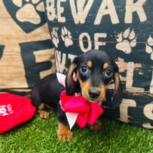 Martell Dachshund 01 Martell Dachshund 01