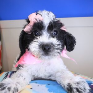 Millie Shihpoo 01 Millie Shihpoo 01