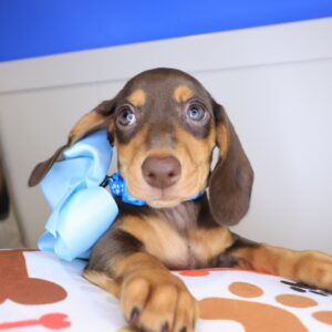 Mina Dachshund 01 Mina Dachshund 01