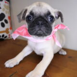 Monroe Pug 01