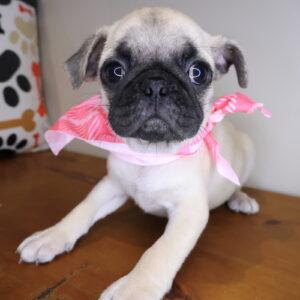 Monroe Pug 01 Monroe Pug 01