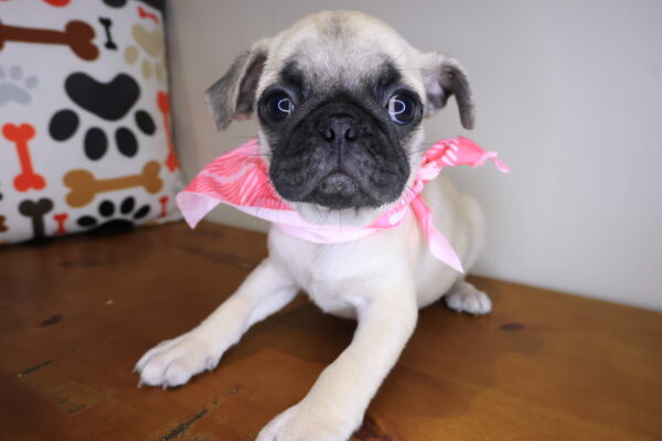 Monroe Pug 01