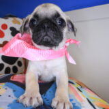 Monroe Pug 02