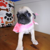 Monroe Pug 03