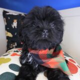 Moose Shih Tzu 01