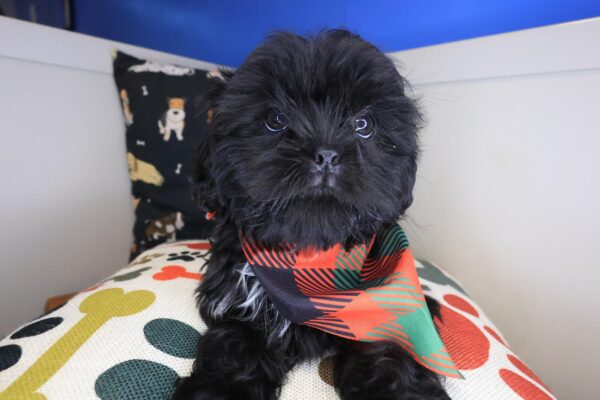 Moose Shih Tzu 01