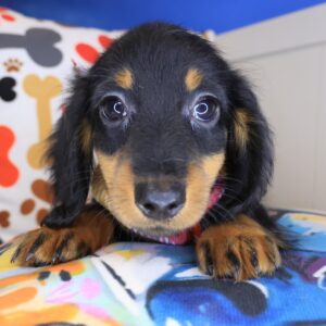 Nelson Dachshund 01 Nelson Dachshund 01