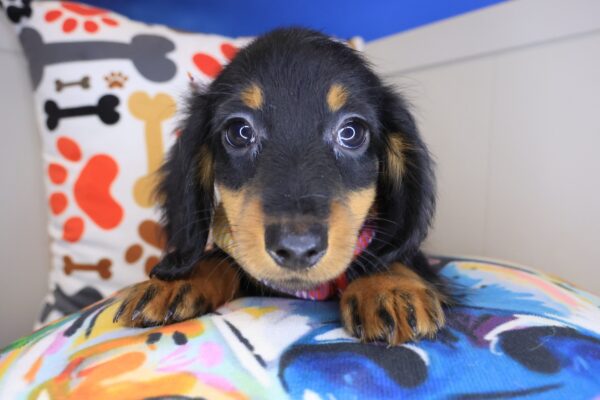 Nelson Dachshund 01