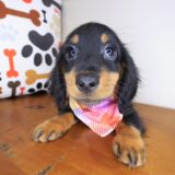 Nelson Dachshund 02