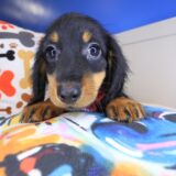 Nelson Dachshund 03
