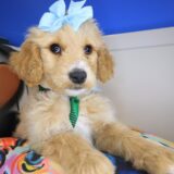 Nimble Goldendoodle 01
