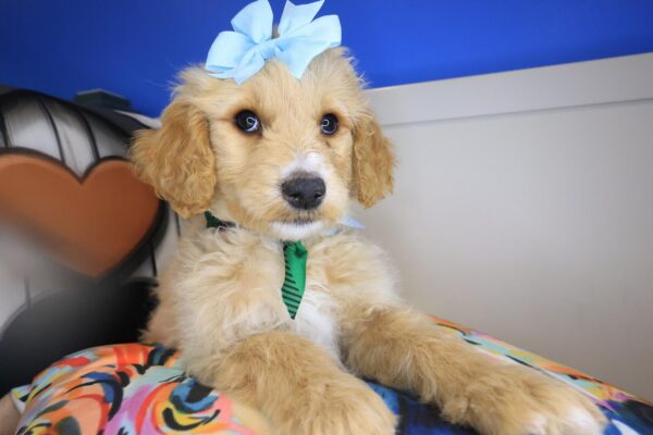 Nimble Goldendoodle 01