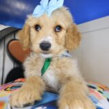 Nimble Goldendoodle 02
