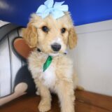 Nimble Goldendoodle 04
