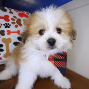 Nugget Shihpom 01 Nugget Shihpom 01