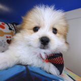 Nugget Shihpom 02