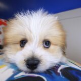 Nugget Shihpom 04
