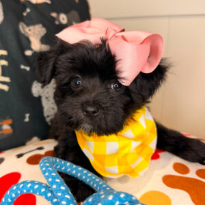 Nyra Morkie 01