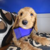 Oregano Labradoodle 01