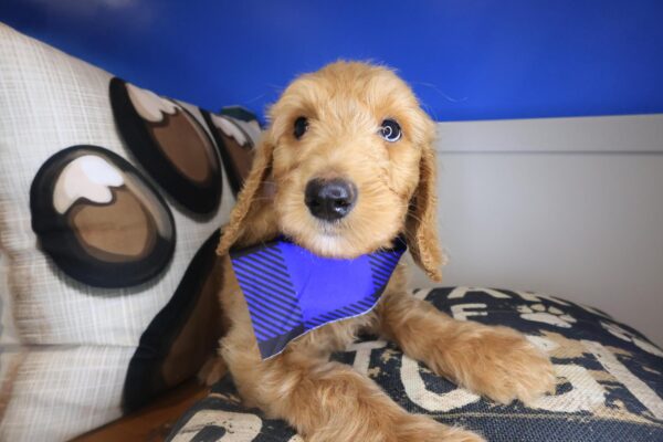 Oregano Labradoodle 01
