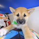 Pancake Shiba Inu 01
