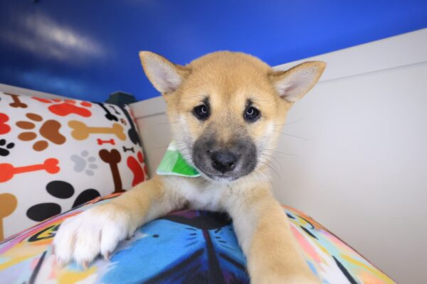 Pancake Shiba Inu 01