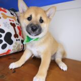 Pancake Shiba Inu 02