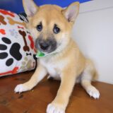 Pancake Shiba Inu 03
