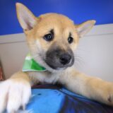 Pancake Shiba Inu 04