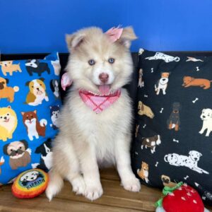 Pearl Pomsky 01 Pearl Pomsky 01