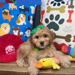 Petunia Cavapoo 01 Petunia Cavapoo 01