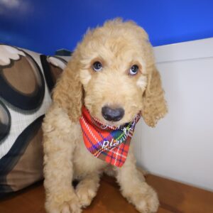 Prancer Goldendoodle 01 Prancer Goldendoodle 01