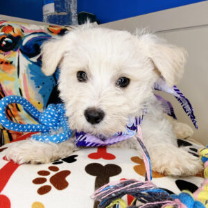 Prince Maltipoo 01 Prince Maltipoo 01