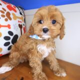 Puff Cavapoo 01