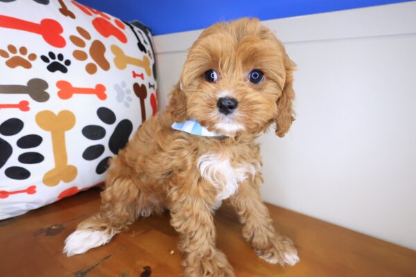 Puff Cavapoo 01