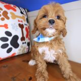 Puff Cavapoo 04