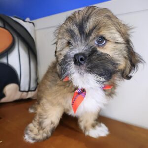 Quincy Lhasapoo 01 Quincy Lhasapoo 01