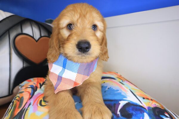 Quirk Goldendoodle 01