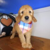 Quirk Goldendoodle 02