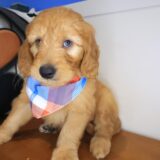 Quirk Goldendoodle 03