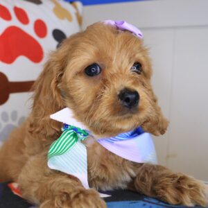River Cockapoo 01 River Cockapoo 01