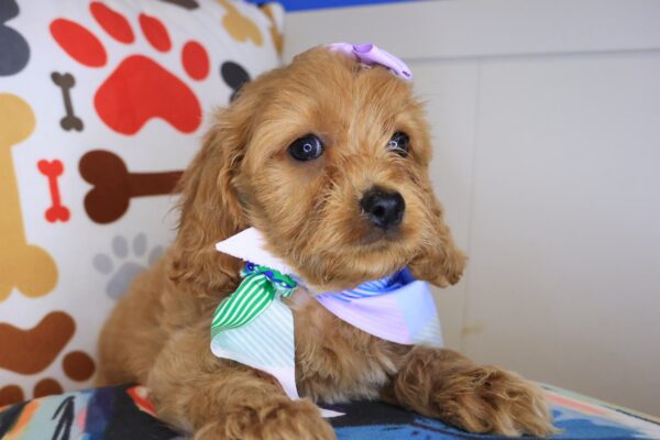 River Cockapoo 01