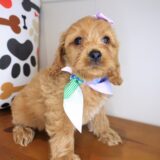 River Cockapoo 02