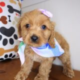 River Cockapoo 04