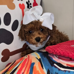 Roxy Poodle 01 Roxy Poodle 01