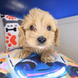 Sally Cockapoo 01 Sally Cockapoo 01