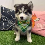 Soledad Pomsky 02